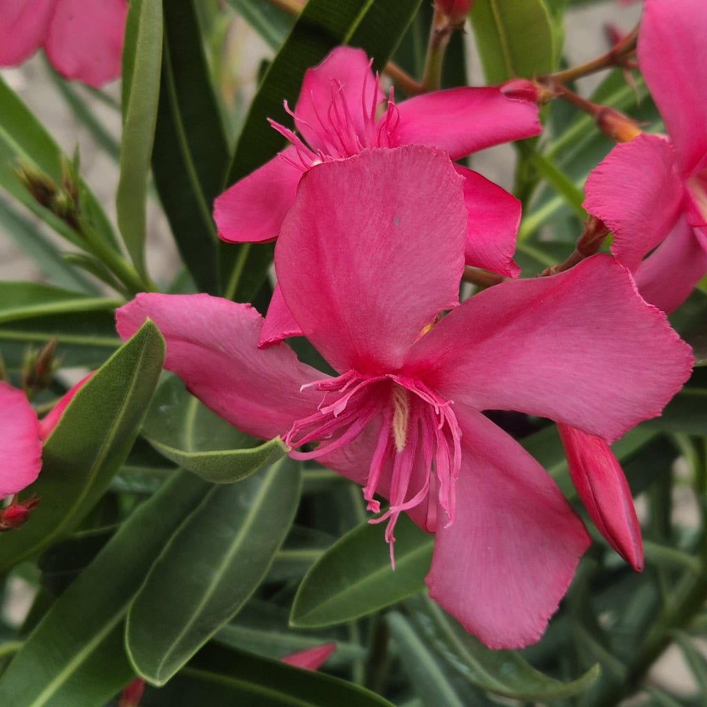 Nerium oleander