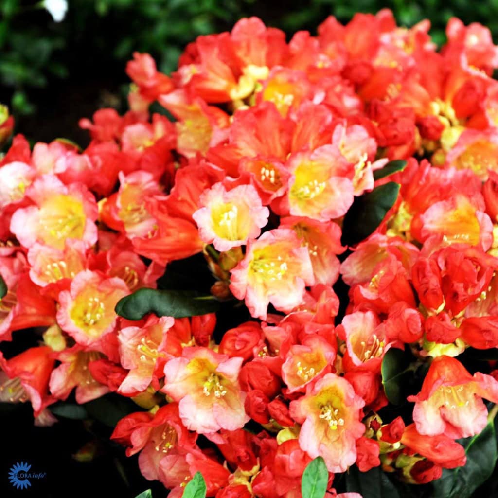Rhododendron 'Malaga'