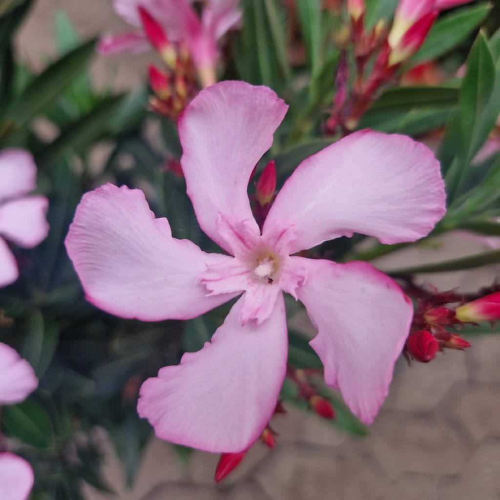 nerie - Nerium oleander Ø18cm