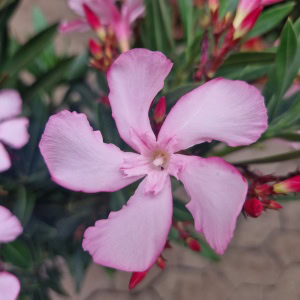 nerie - Nerium oleander Ø18cm