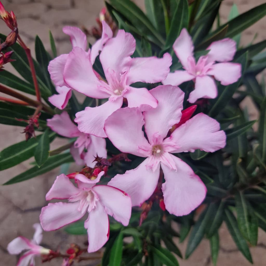 nerie - Nerium oleander Ø18cm
