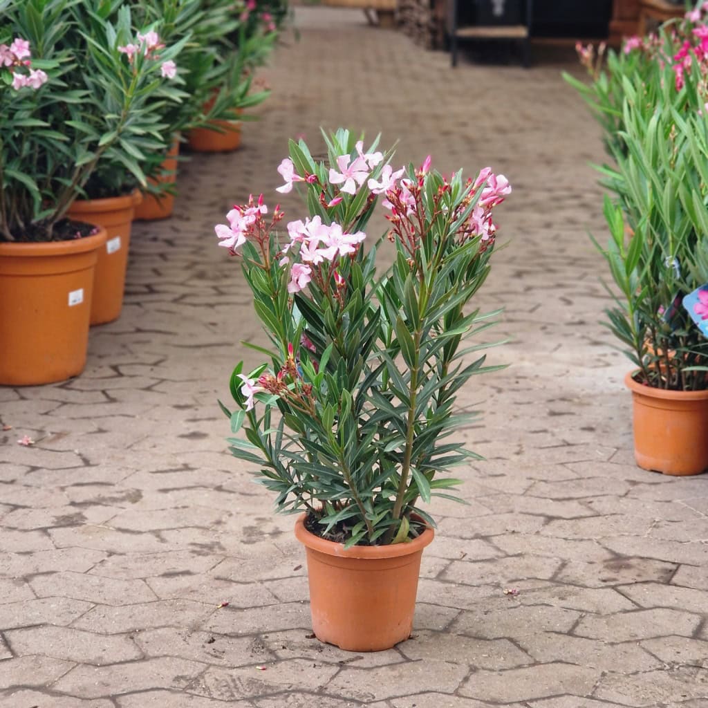 nerie - Nerium oleander Ø18cm