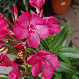 nerie - Nerium oleander Ø18cm
