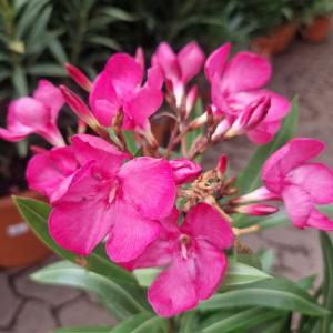 nerie - Nerium oleander Ø18cm