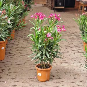 nerie - Nerium oleander Ø18cm