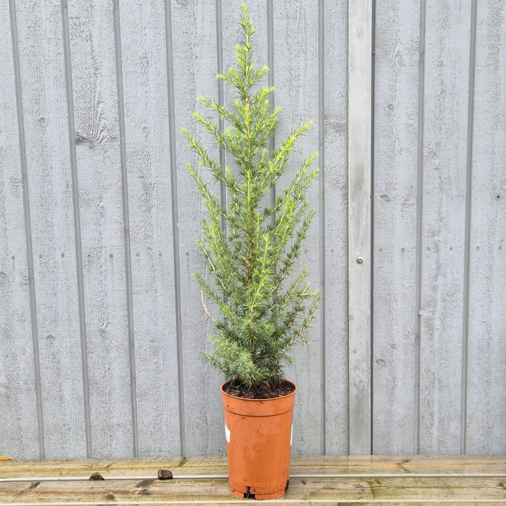 Cedrus libani - 3,5 liter Cedrus atlantica