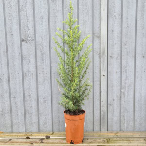 Cedrus libani - 3,5 liter Cedrus atlantica