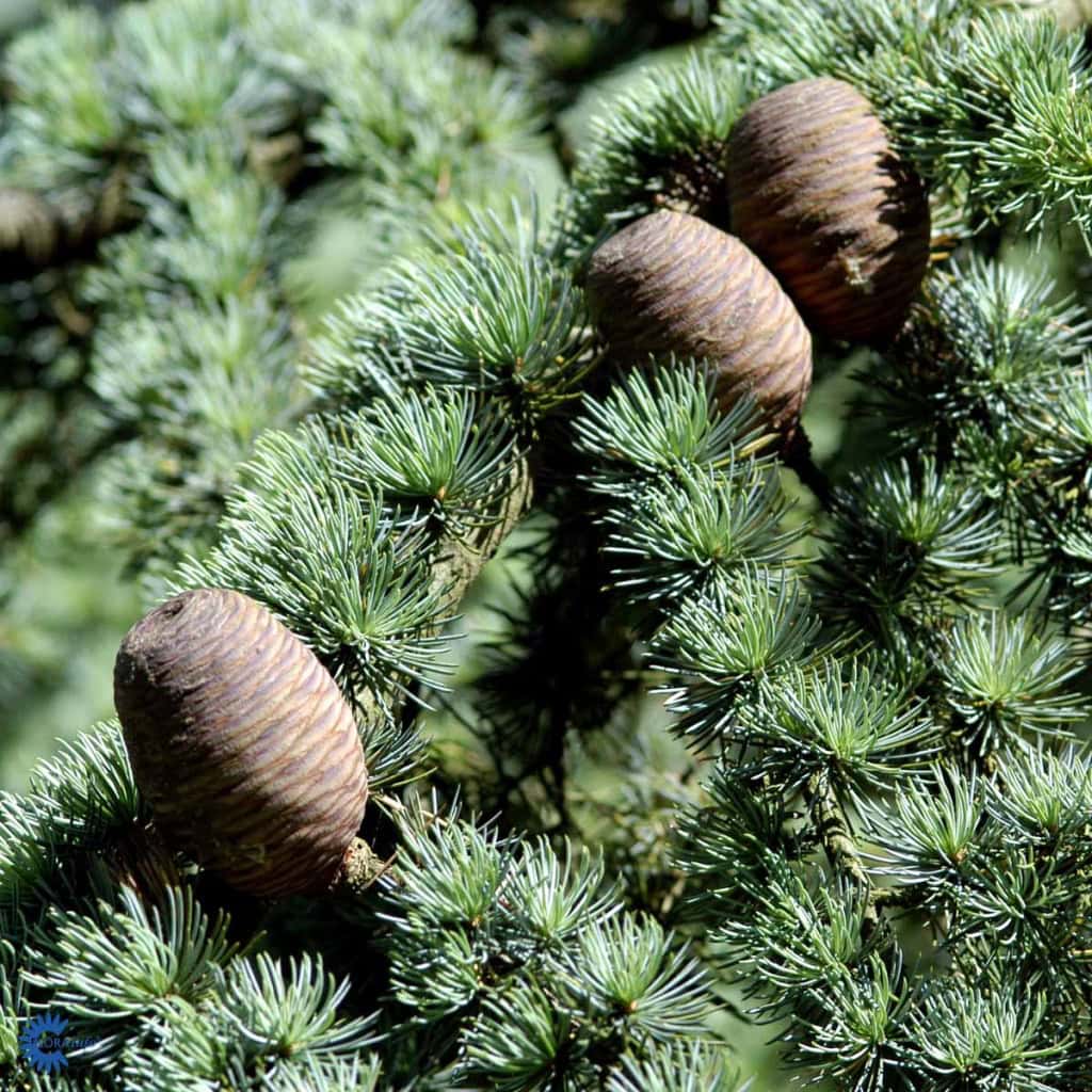 Cedrus libani - 3,5 liter