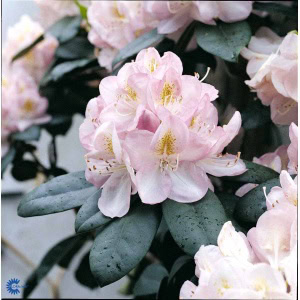 Rhododendron 'Gomer Waterer' - 5 Liter