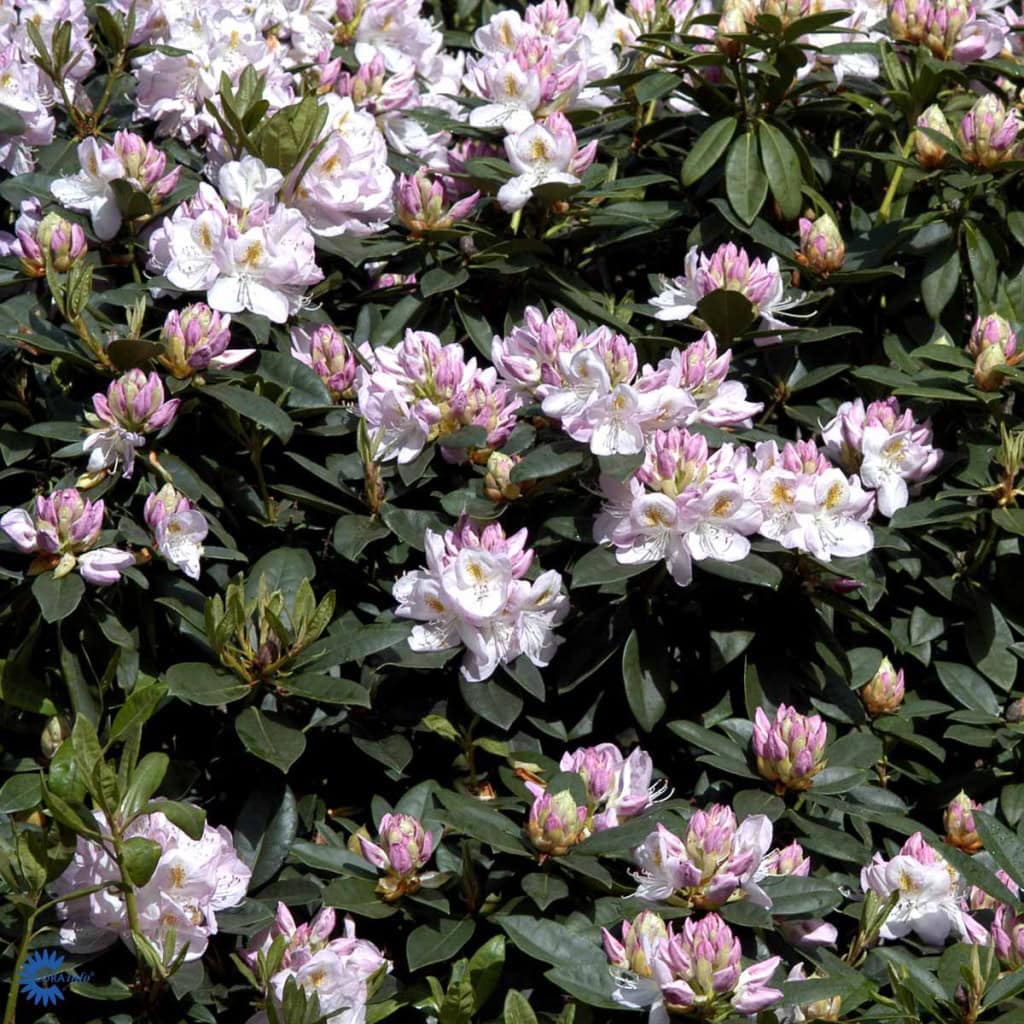 Rhododendron 'Gomer Waterer' - 5 Liter