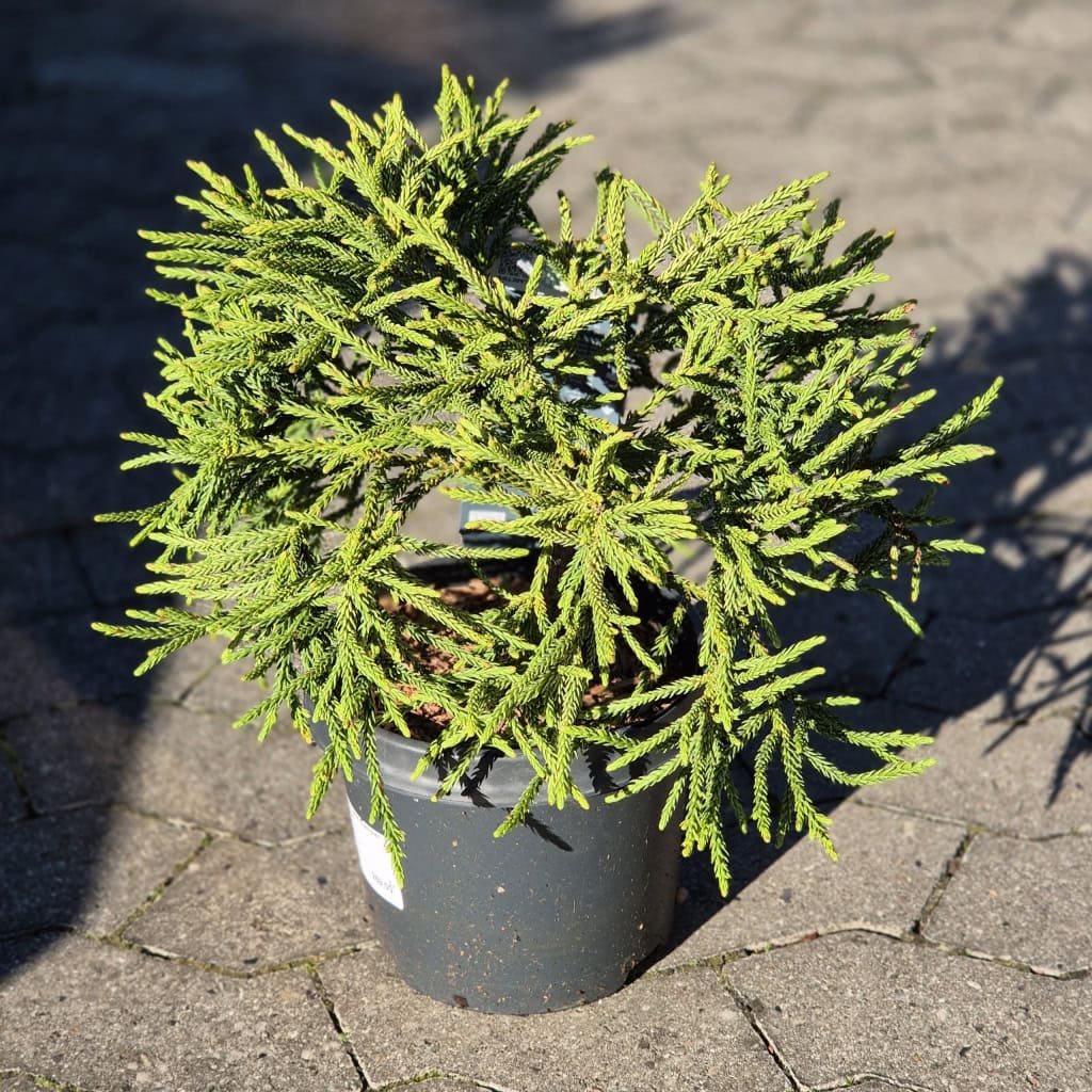 Kryptomeria 'Little Champion' - S 25cm - 5 Liter