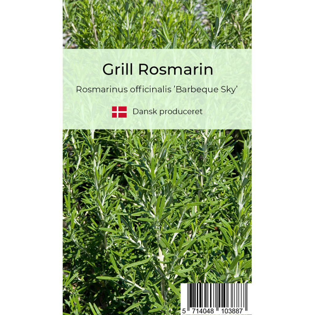 Grill rosmarin krydderurt
