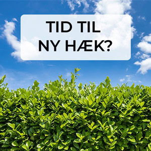 bestil hæk