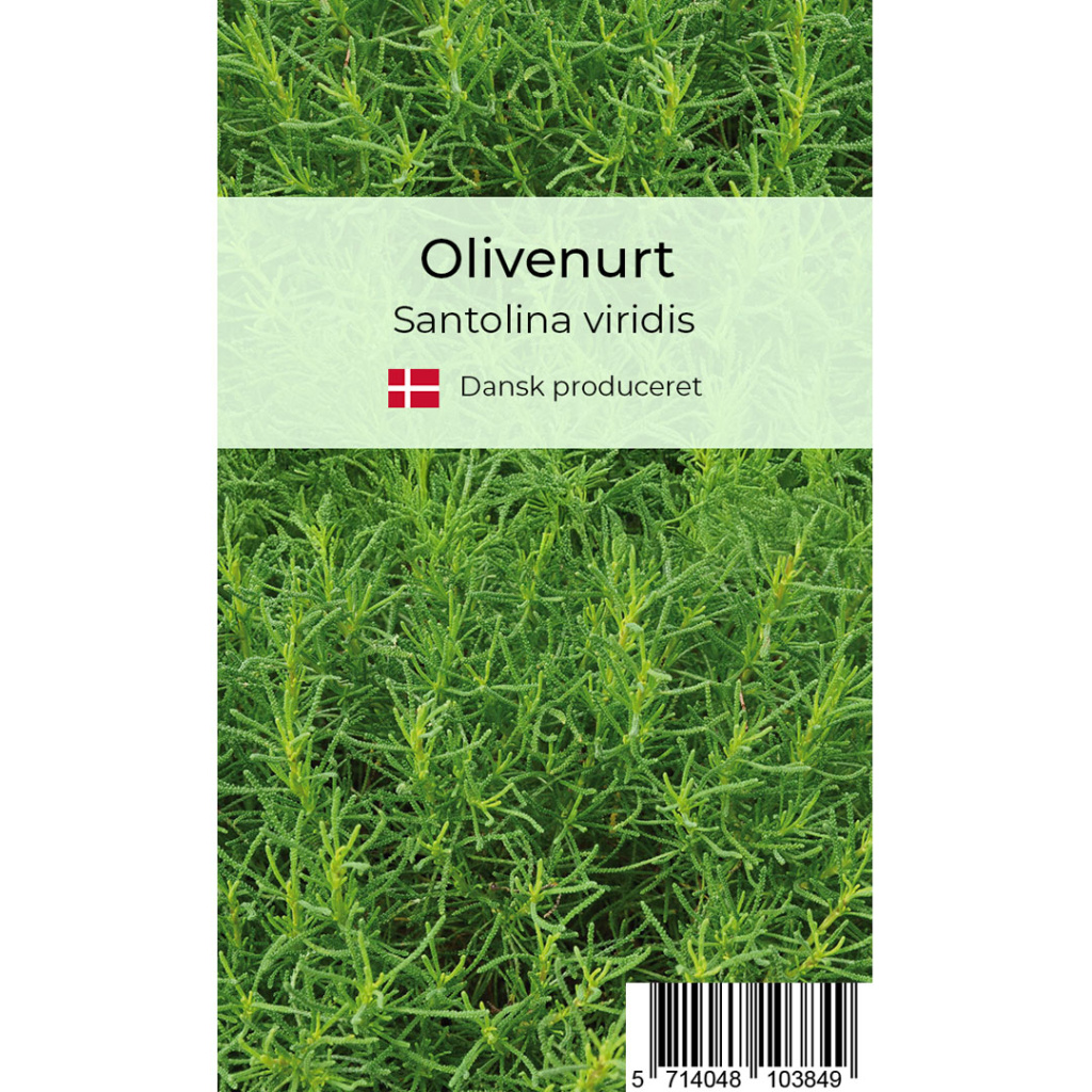 Olivenurt krydderurt