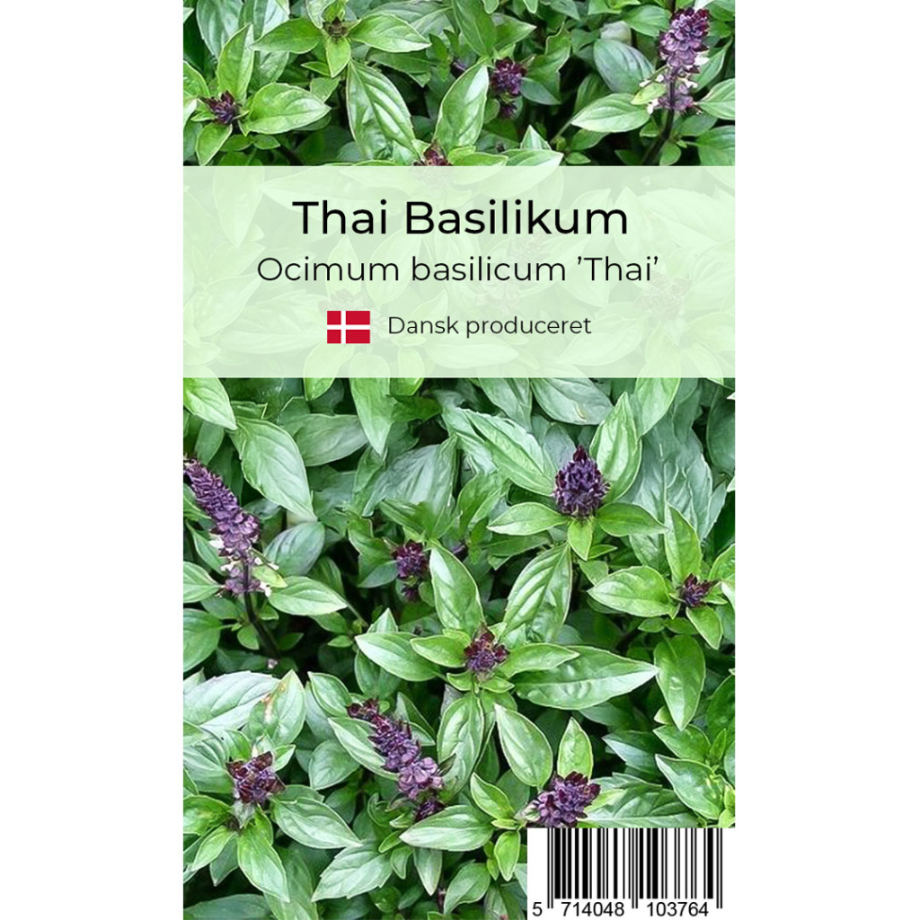 Thai basilikum krydderurt