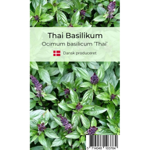 Thai basilikum krydderurt