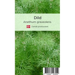 Dild krydderurt