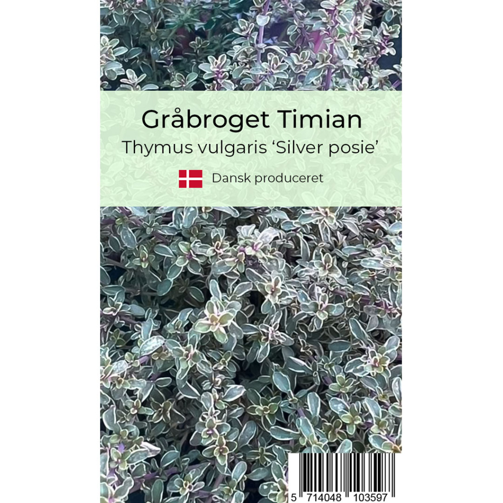 Gråbroget timian