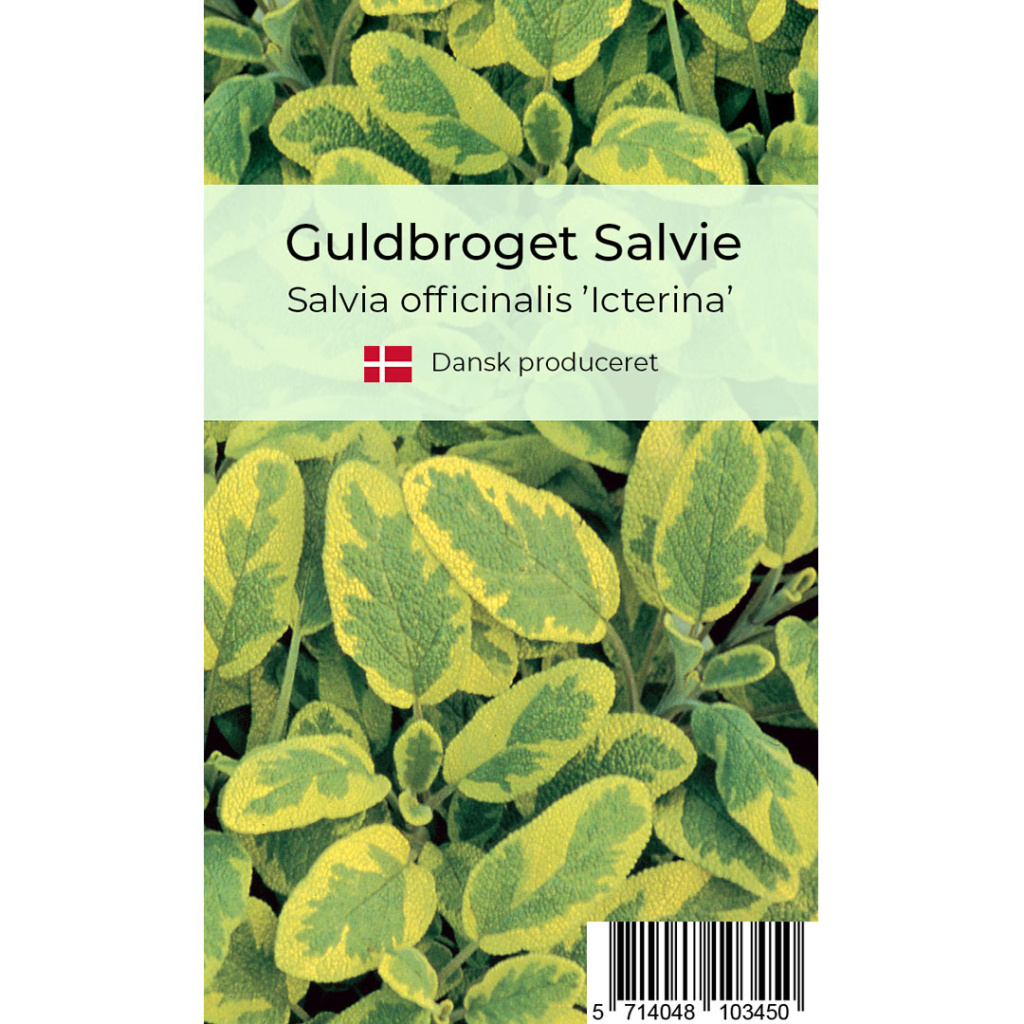Guldbroget salvie krydderurt