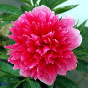 Bonderose Rosea Plena