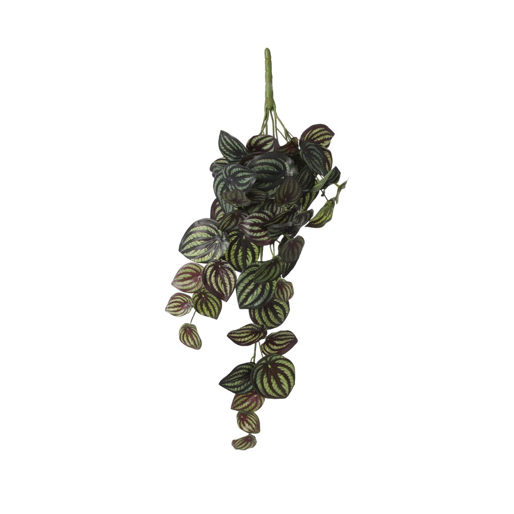 Kunstig musehaleaks - Peperomia Caperata