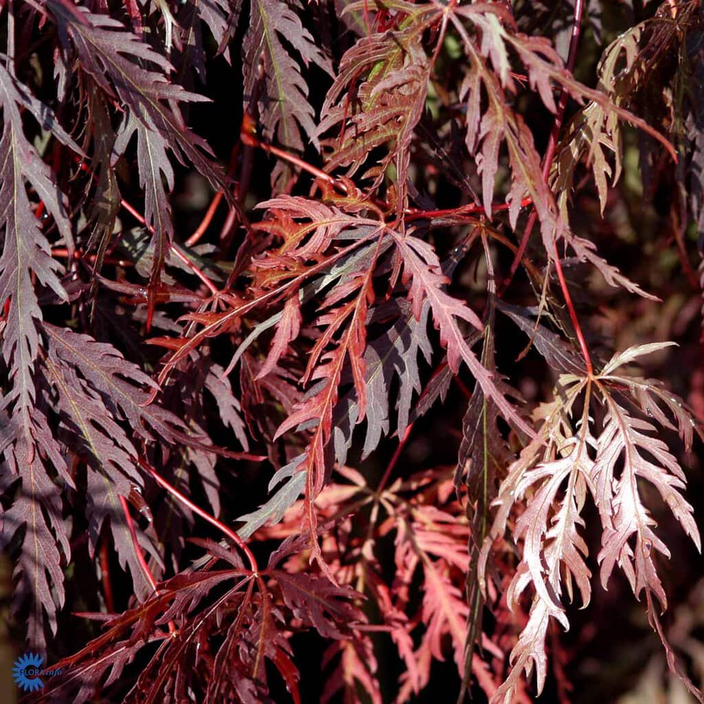 Japansk løn 'Dissectum Garnet' - Acer palmatum - 4,5 liter