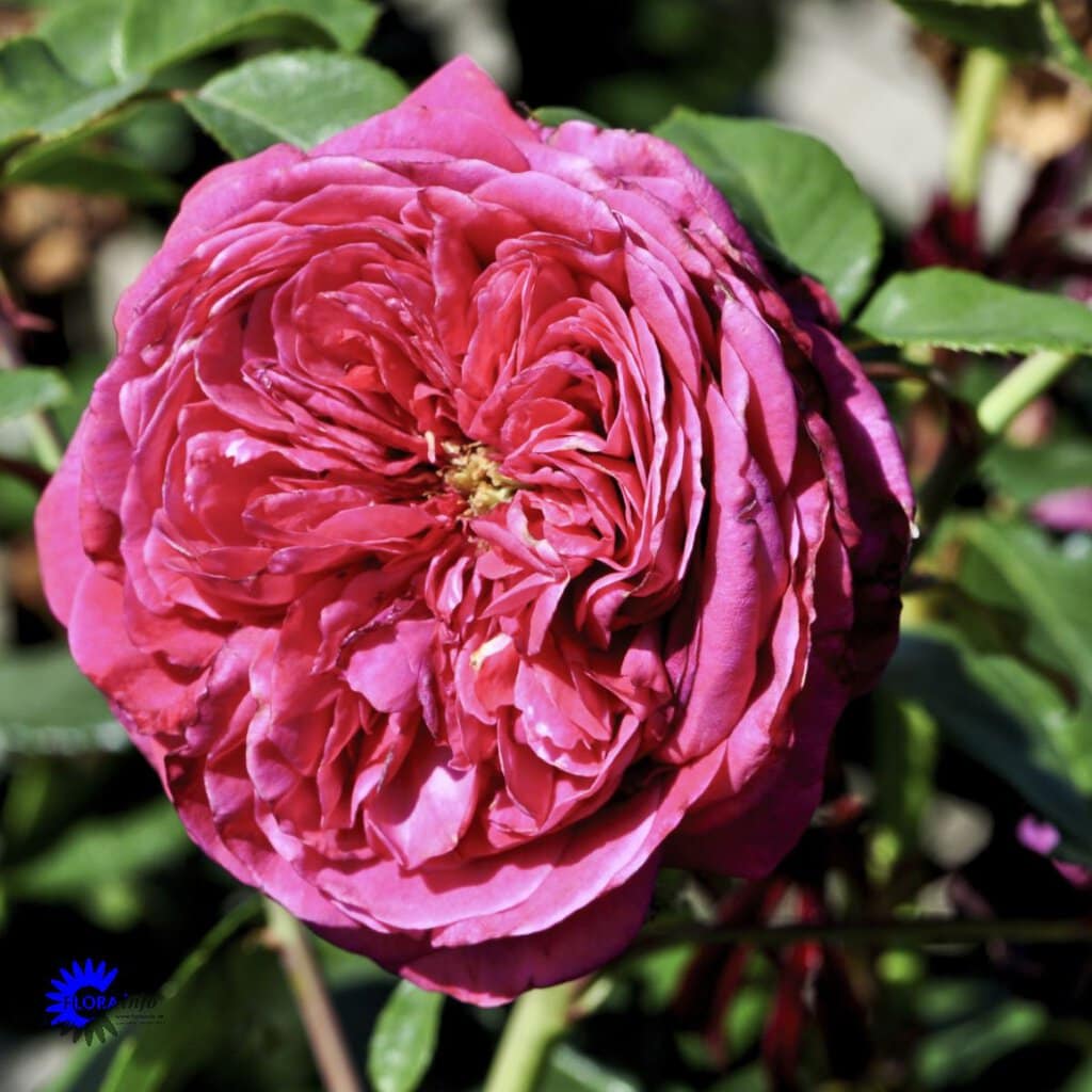 'Natalie' - Renaissance rose - 4 Liter