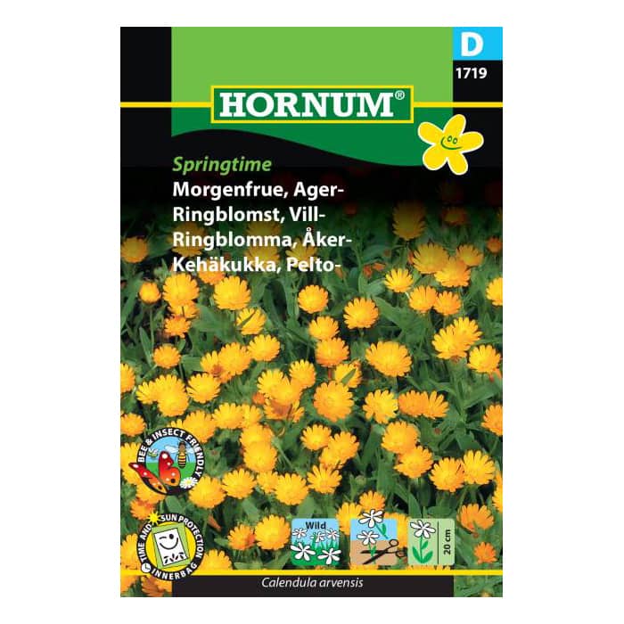 Agermorgenfrue frø - Springtime