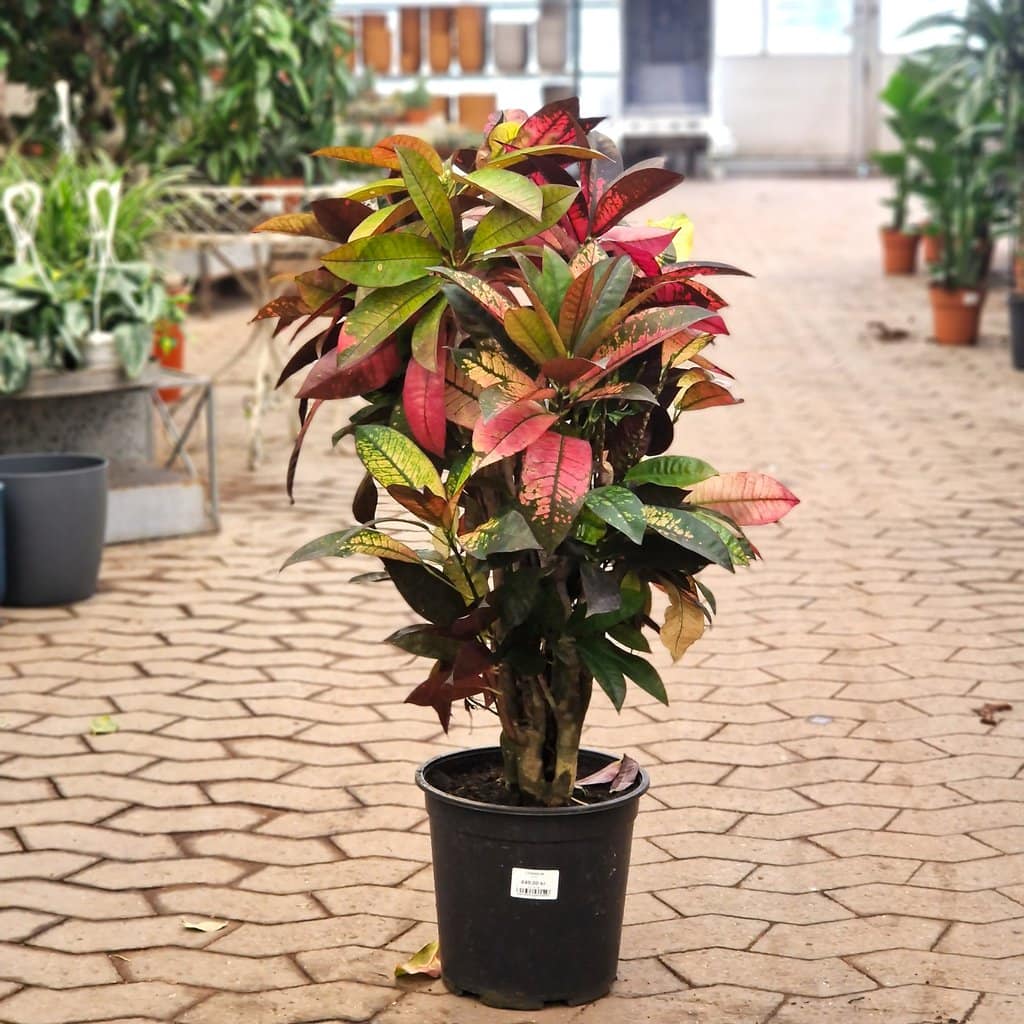 Codiaeum Iceton - Ø 24cm
