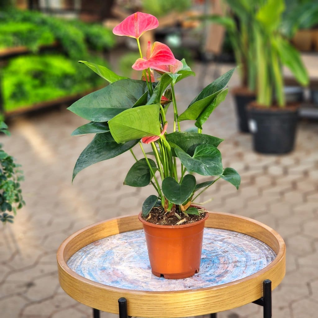 Flamingoblomst - Anthurium Sweet Dream