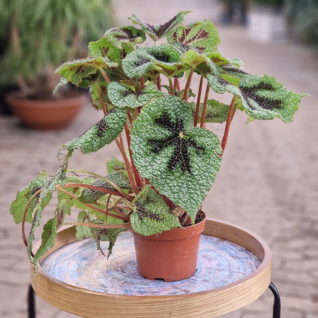 Begonia Iron Cross - Ø 13cm