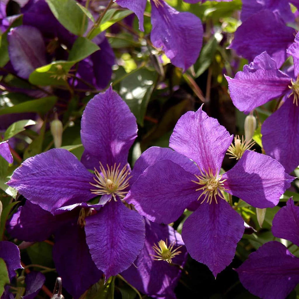 Klematis 'Jackmanii' - Clematis 'Jackmanii'