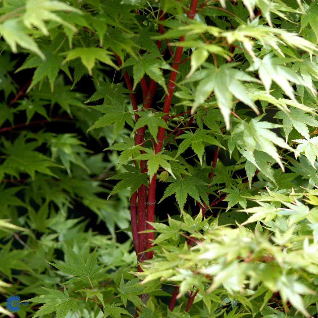 Japansk Løn ' Sangokaku' - Acer Palmatum - 4,5 Liter