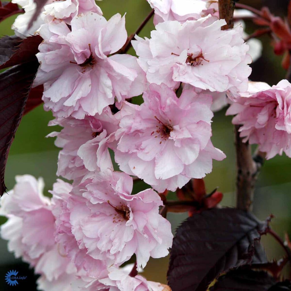 Japansk Kirsebær 'Royal Burgundy' - 120cm stamme - 12 Liter