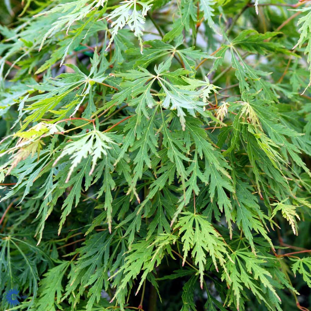 Japansk Løn 'Dissectum' - Acer Palmatum - 50 liter