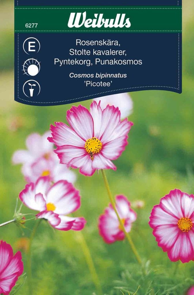 Stolte kavalerer frø 'Picotee'