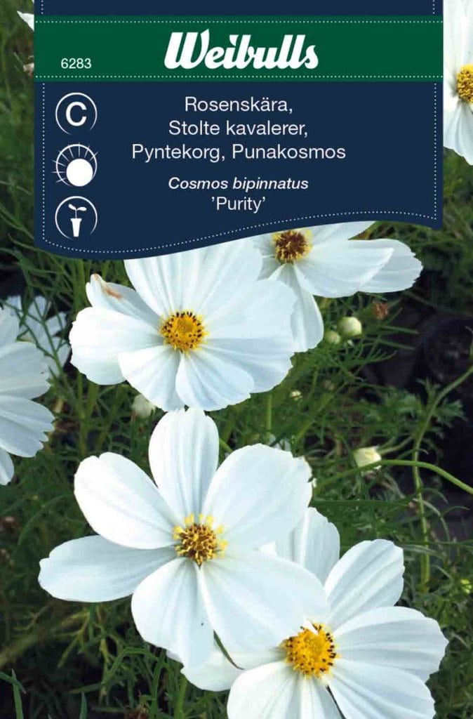 Stolte kavalerer hvid frø, 'Purity'