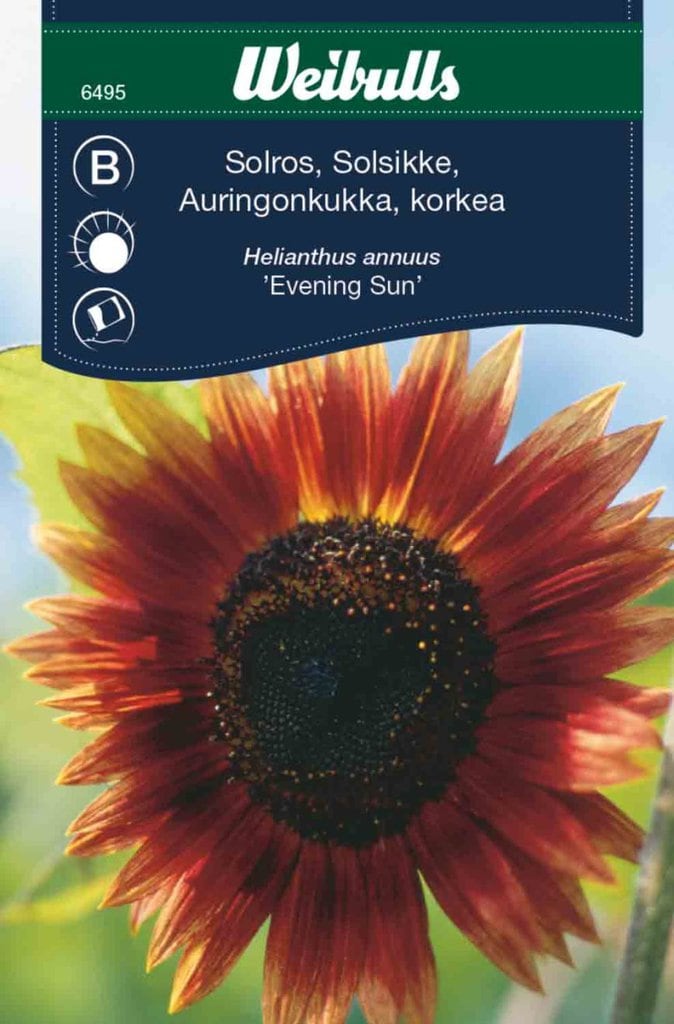 Solsikke frø, 'Evening sun'