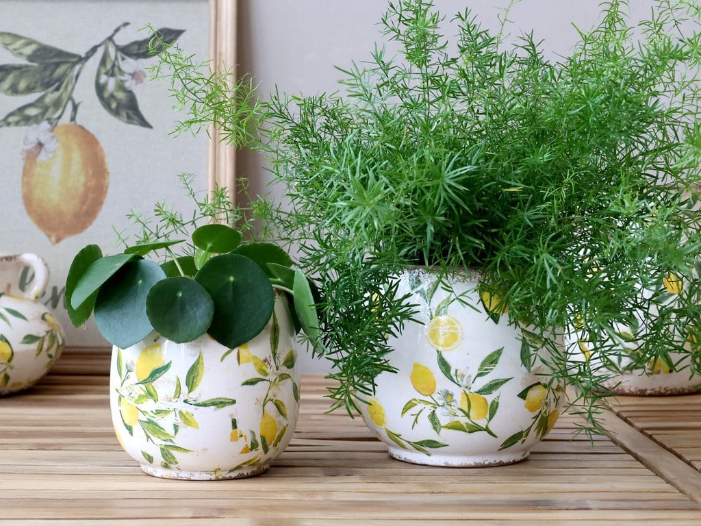 Limone skjuler m. citronmotiv