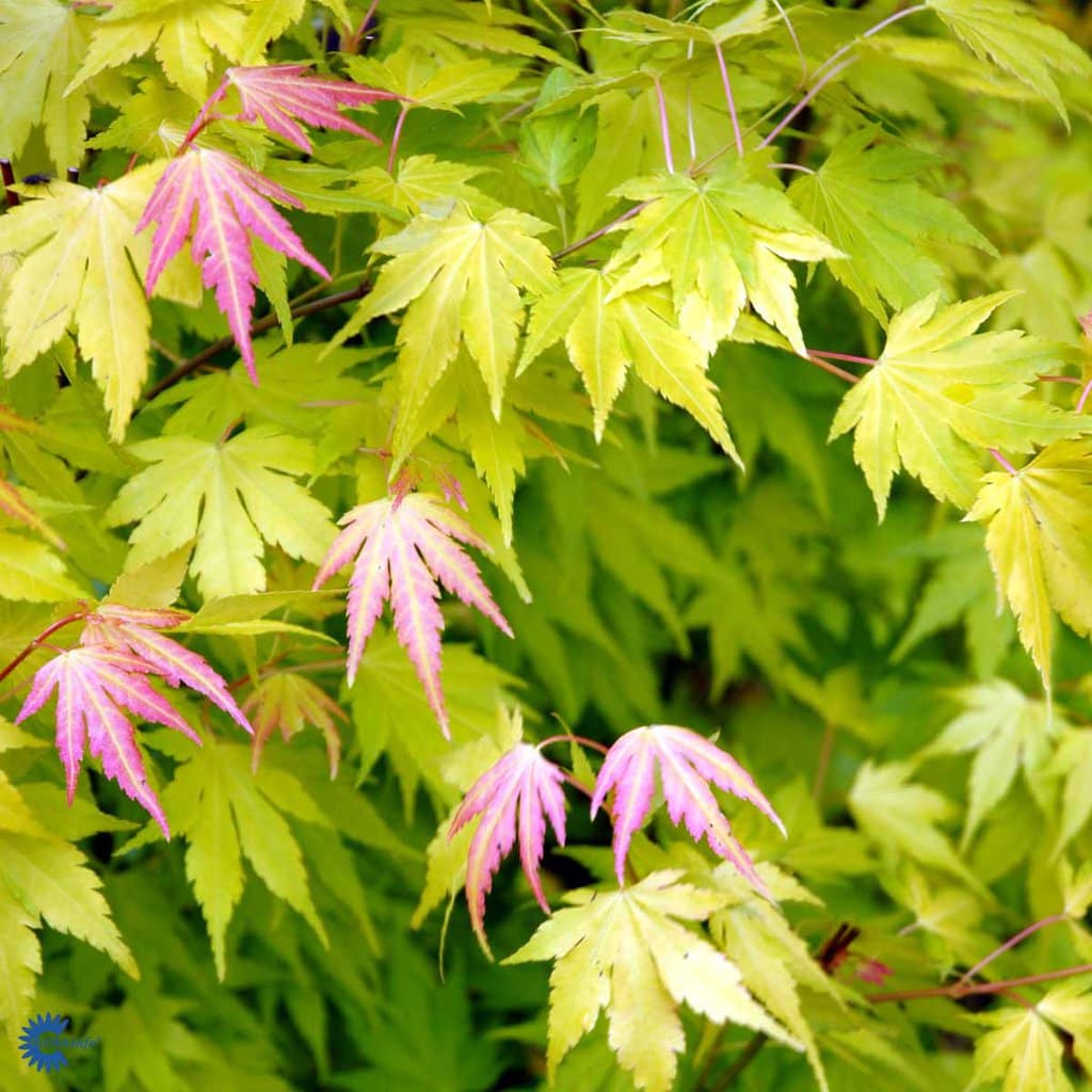 Japansk Løn 'Orange Dream' - Acer Palmatum - 4,5 liter