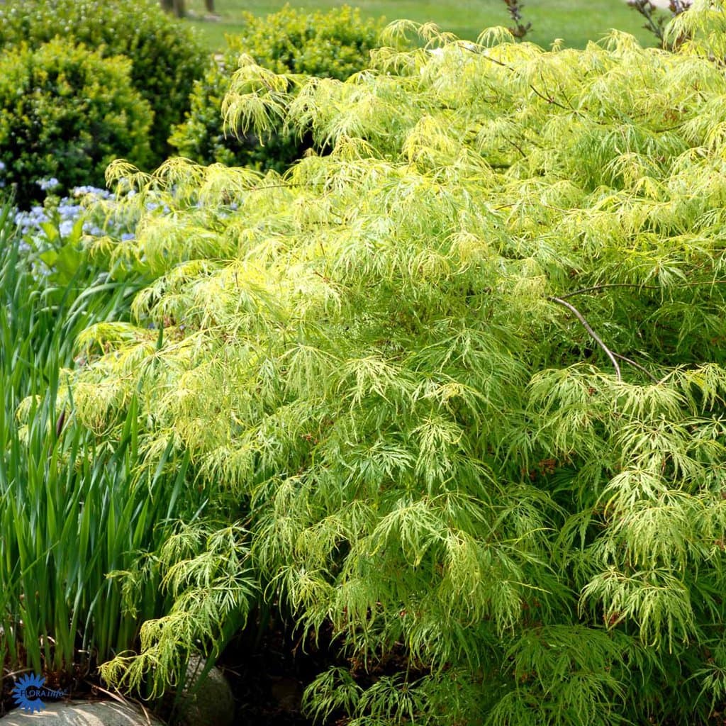 Japansk løn 'Dissectum Viridis' - Acer Palmatum - 4,5 liter