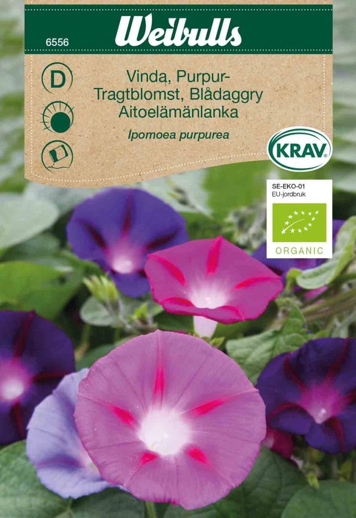 Tragtsnerle frø, 'lilla'