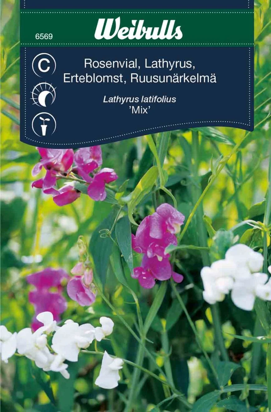 Ærteblomst frø, 'Mix'