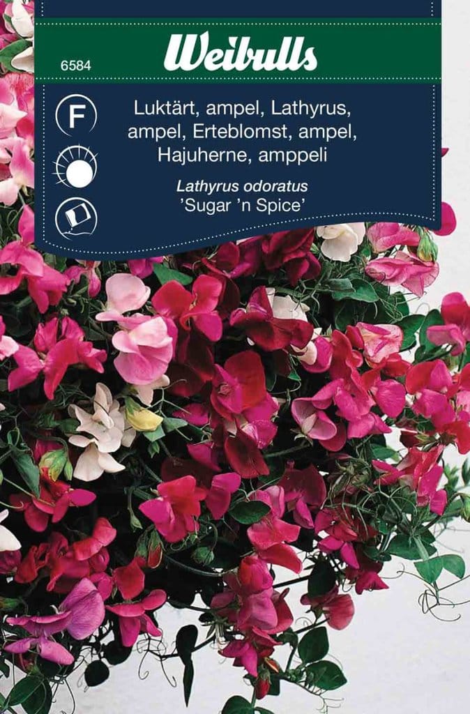 Ærteblomst frø, Sugar 'n Spice