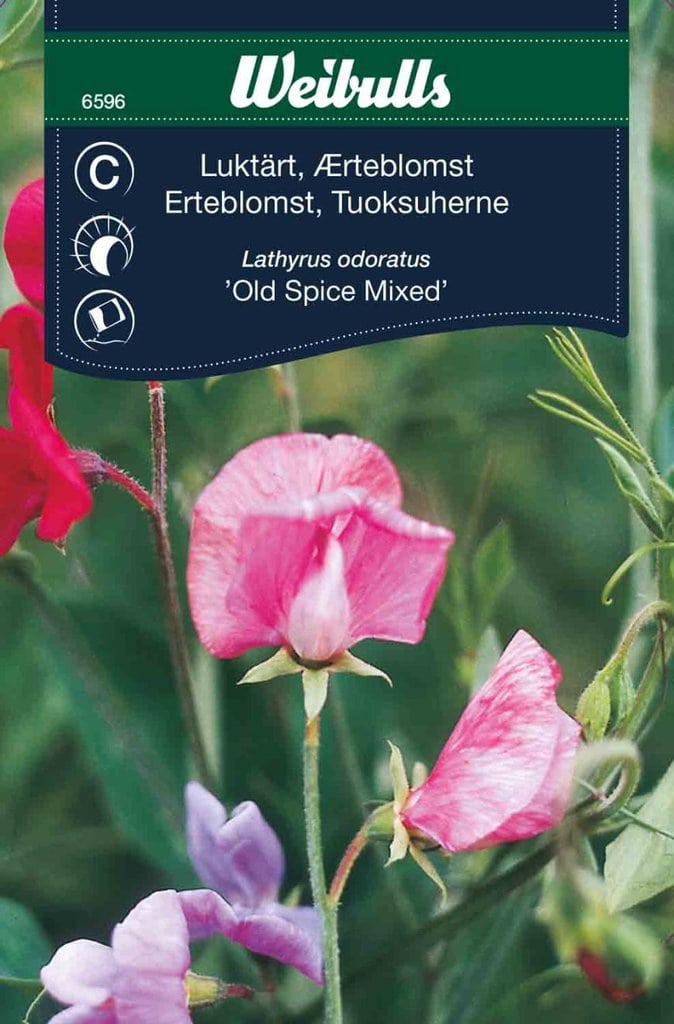 Ærteblomst 'old spice mixed' mix