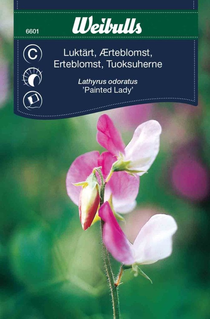 Ærteblomst frø, 'Painted lady'