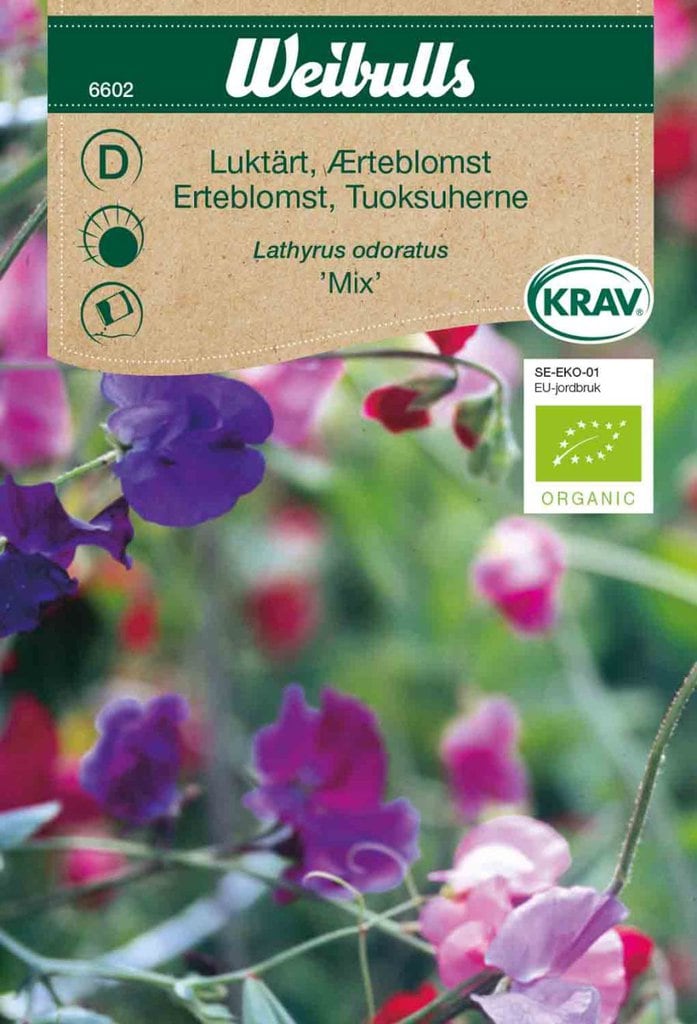 Ærteblomst frø, 'Mix'