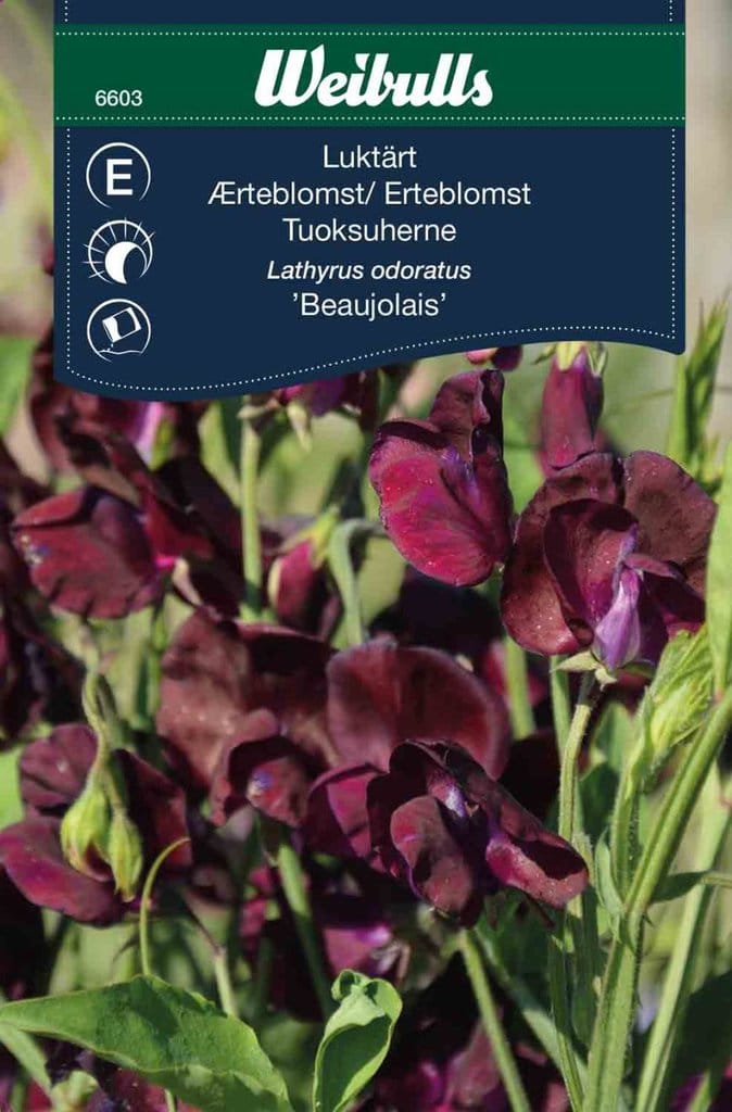Ærteblomst frø, 'Beaujolais'