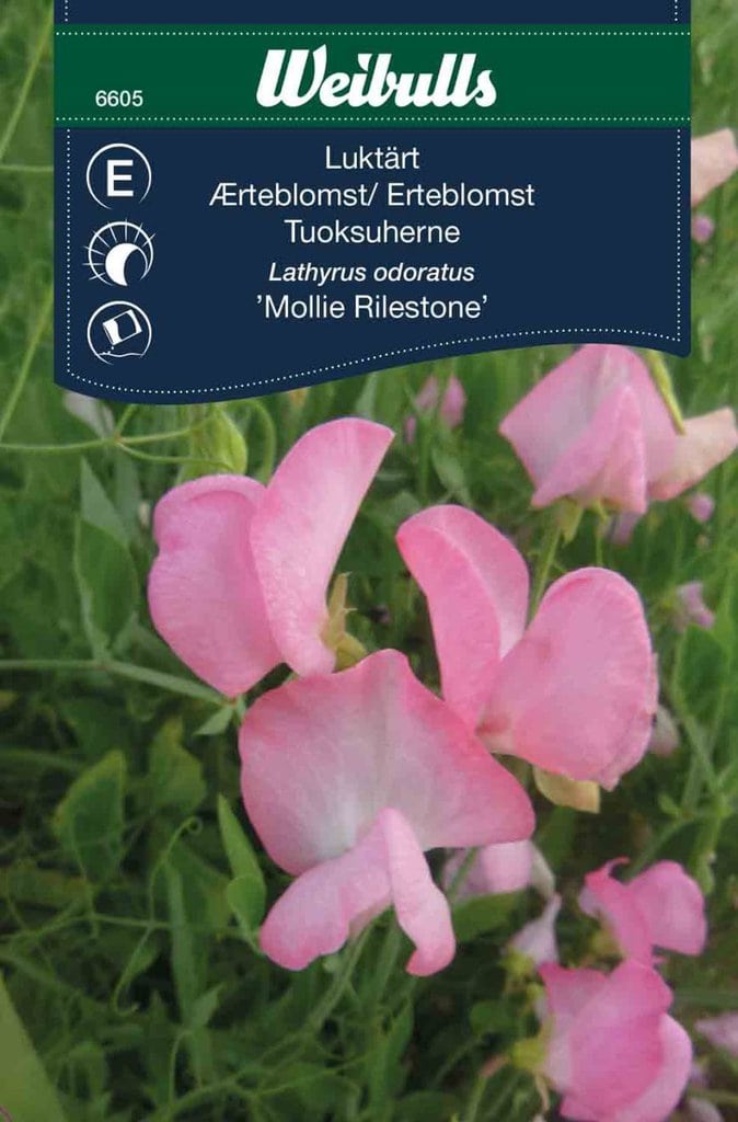 Ærteblomst frø, 'Mollie Rilestone'