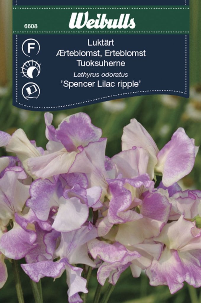 Ærteblomst frø, 'Spencer Lilac ripple'